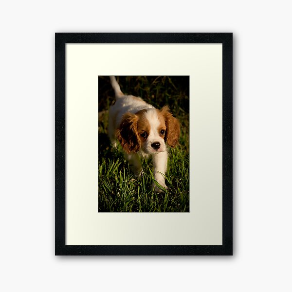 Sunset Sillyness Framed Art Print