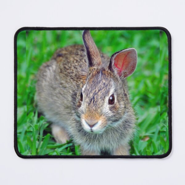 Item preview, Rabbit designed and sold by Savannah Gibbs.