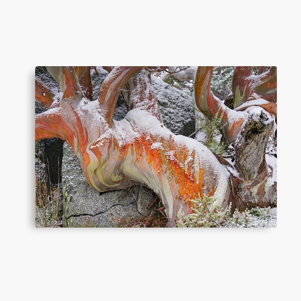 Snow Gum Snowed Canvas Print