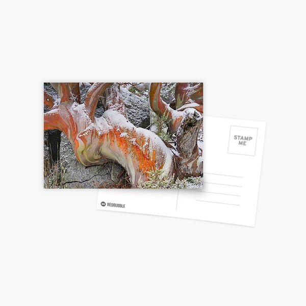 Item preview, Snow Gum Snowed designed and sold by Harry Oldmeadow.
