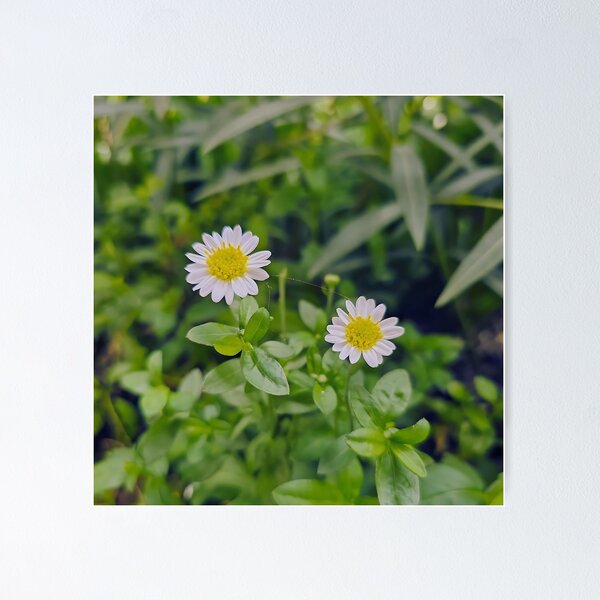 Item preview, White flowers with green leaves designed and sold by Lemon-Monday.
