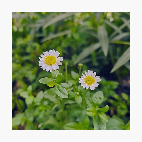 Item preview, White flowers with green leaves designed and sold by Lemon-Monday.