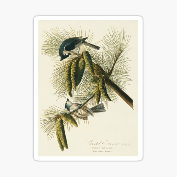 Item preview, Tufted titmouse, artwork (C011/2524) designed and sold by SciencePhoto.