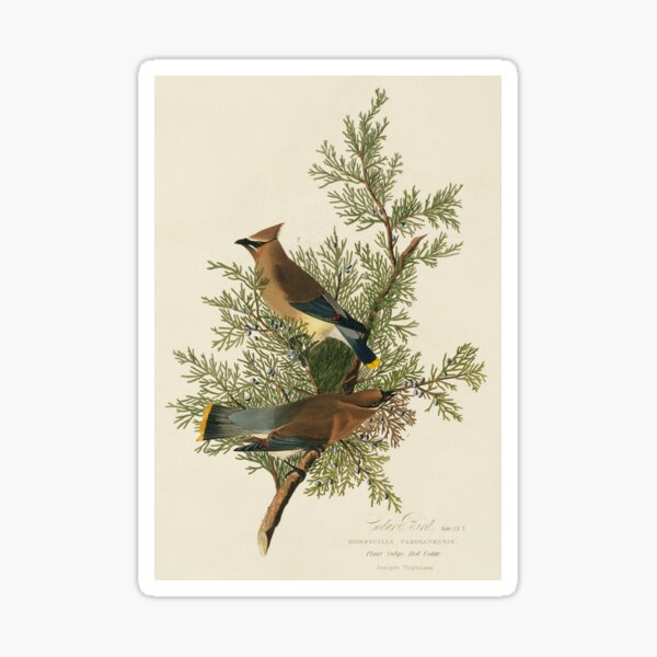 Item preview, Cedar Waxwings, artwork (C011/2528) designed and sold by SciencePhoto.