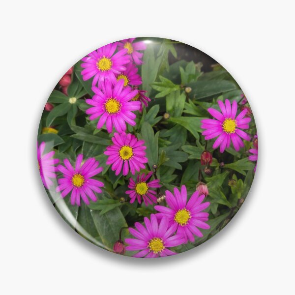 Item preview, Osteospermum designed and sold by yunee.