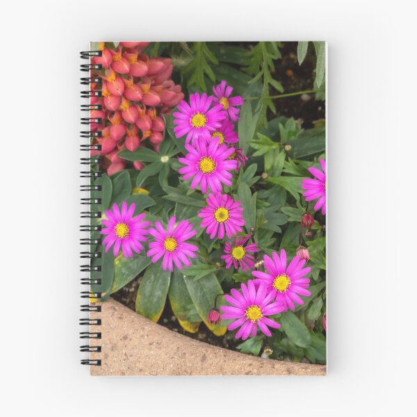 Item preview, Osteospermum designed and sold by yunee.