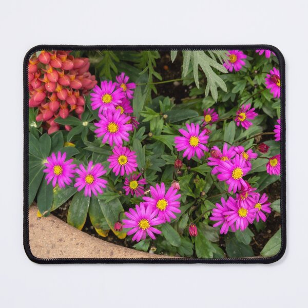 Item preview, Osteospermum designed and sold by yunee.