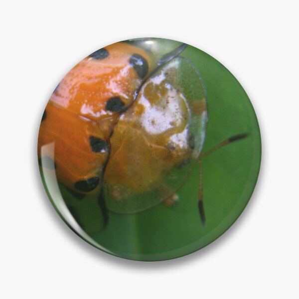 Item preview, Spotted Tortoise Beetle designed and sold by RanranBugs.