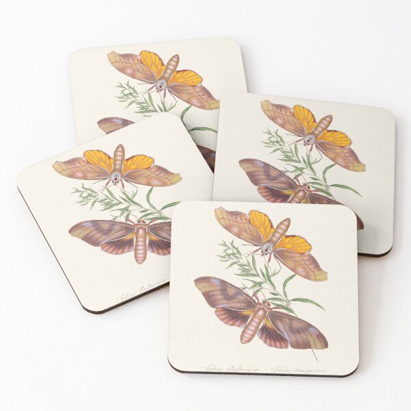 Item preview, Scientific Vintage Illustration, Butterflies designed and sold by Lacasadellora.