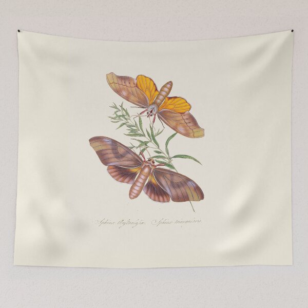 Item preview, Scientific Vintage Illustration, Butterflies designed and sold by Lacasadellora.