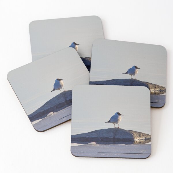 Item preview, On the stone. Black-headed gull designed and sold by Jouko Lehto Photography.