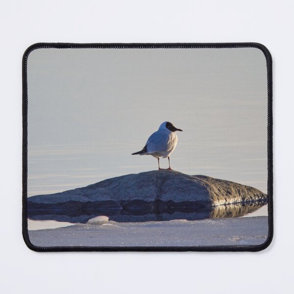 Item preview, On the stone. Black-headed gull designed and sold by Jouko Lehto Photography.