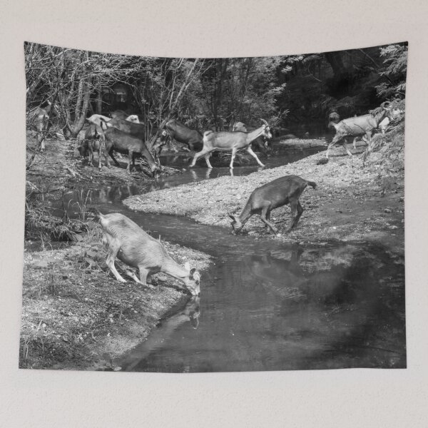 Item preview, Some goats drinking water in the river designed and sold by felipequeiroz.