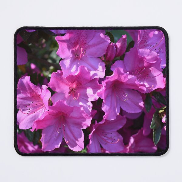Item preview, Pink Azaleas Spring Garden Photography designed and sold by CaytlinEPhotos.