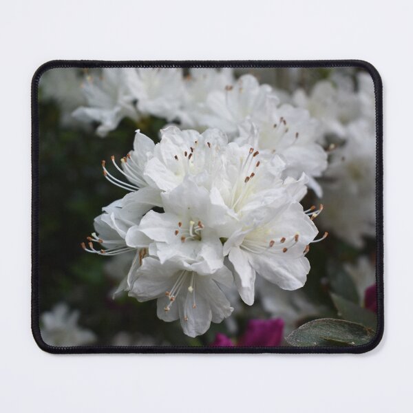 Item preview, White Azaleas Spring Garden Photography designed and sold by CaytlinEPhotos.