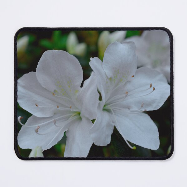 Item preview, White Azaleas Spring Garden Photography designed and sold by CaytlinEPhotos.