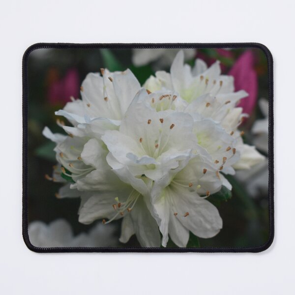 Item preview, White Azaleas Spring Garden Photography designed and sold by CaytlinEPhotos.