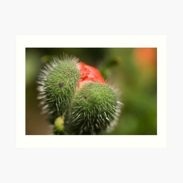 Poppy Heart Art Print