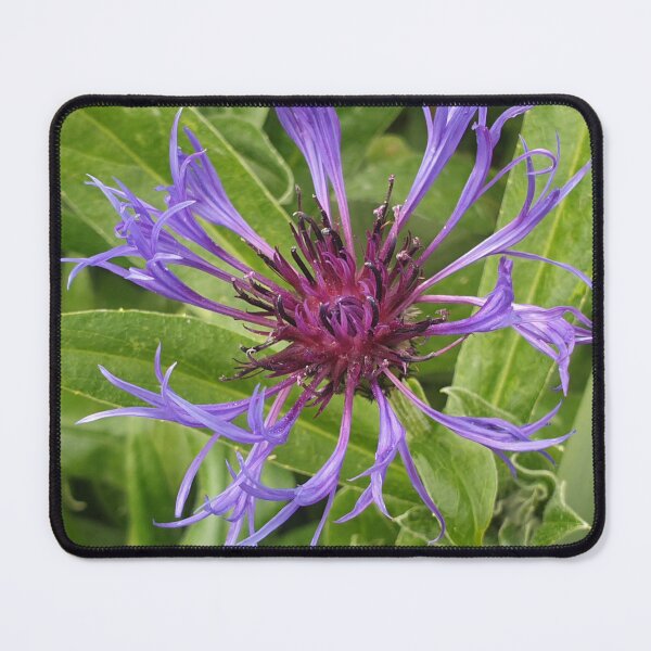 Item preview, Cornflower designed and sold by amanda150771.