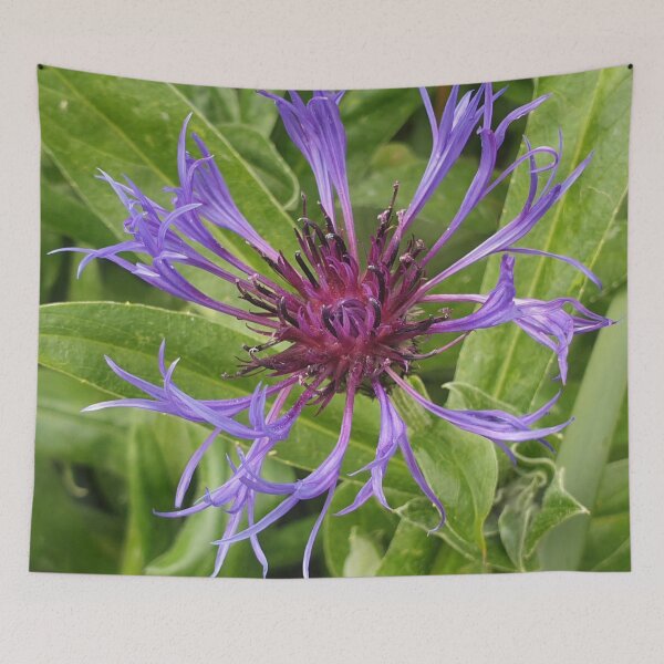 Item preview, Cornflower  designed and sold by amanda150771.