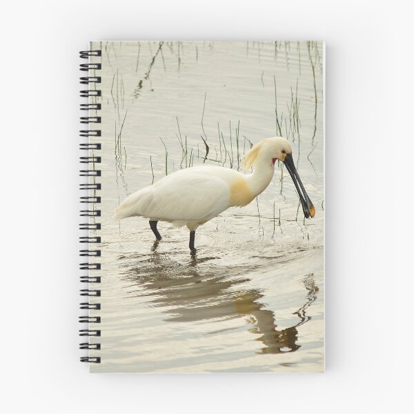 Item preview, Spoonbill designed and sold by Vanja Rosenthal.