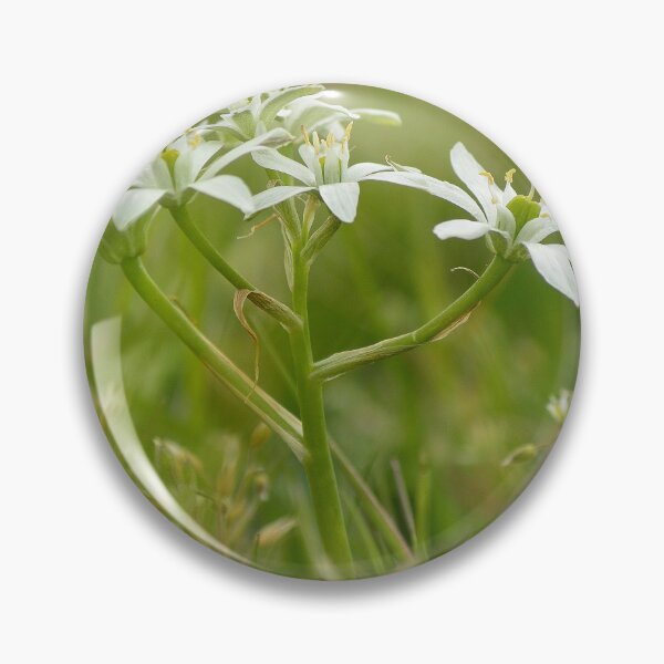 Item preview, Star of Bethlehem designed and sold by Vanja Rosenthal.