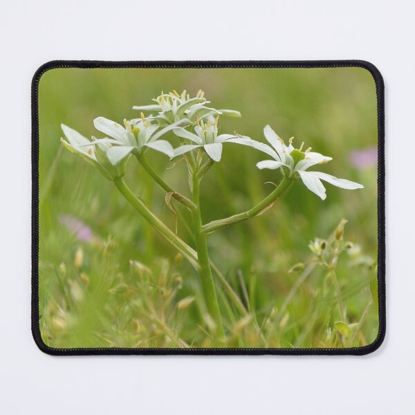 Item preview, Star of Bethlehem designed and sold by Vanja Rosenthal.