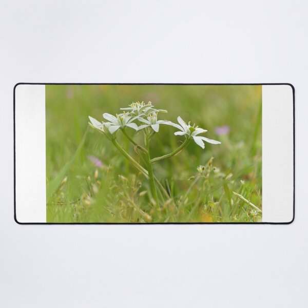 Item preview, Star of Bethlehem designed and sold by Vanja Rosenthal.