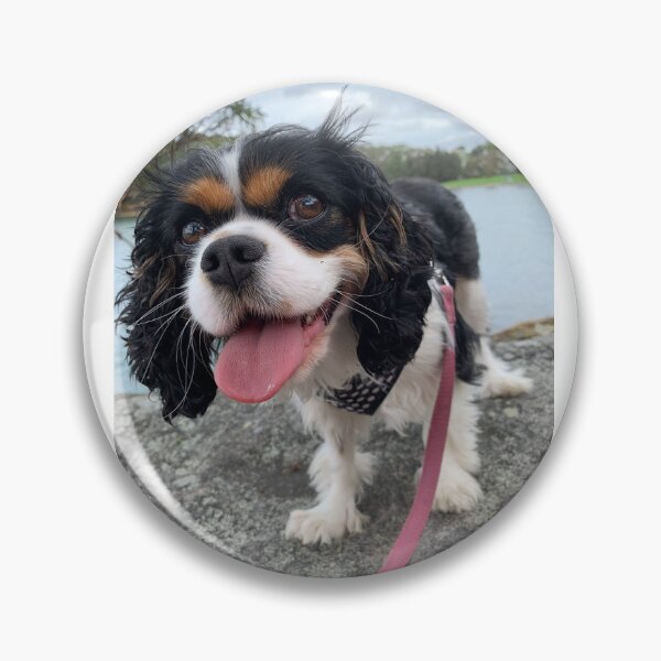 Item preview, Cavalier King Charles Spaniel Tri Color designed and sold by NickiBraun.