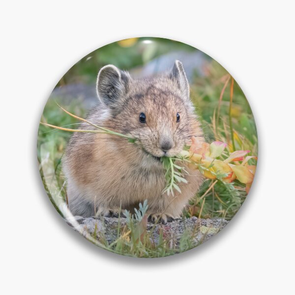 Item preview, American Pika with colorful plant designed and sold by Eivor Kuchta.