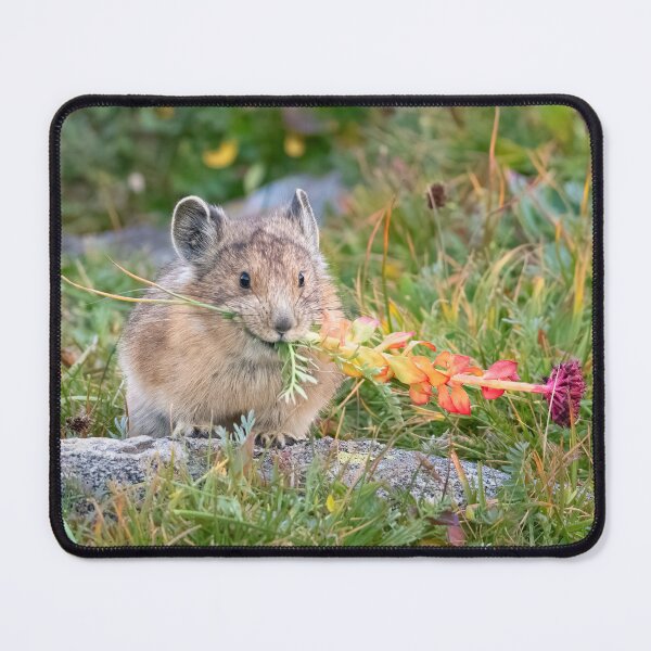 Item preview, American Pika with colorful plant designed and sold by Eivor Kuchta.