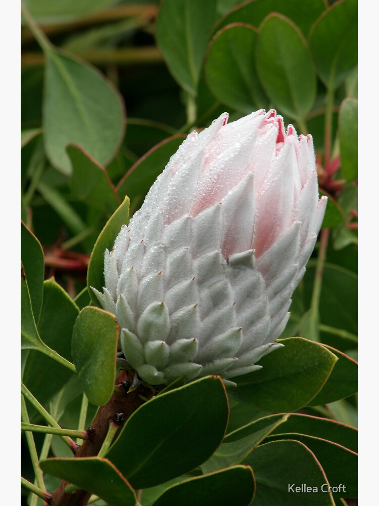 Thumbnail 2 of 2, Greeting Card, Protea beauty designed and sold by Kells.
