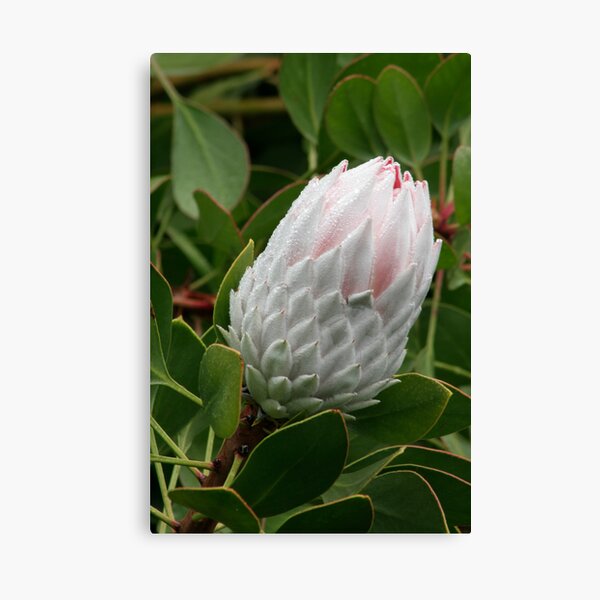 Item preview, Protea beauty designed and sold by Kellea Croft.