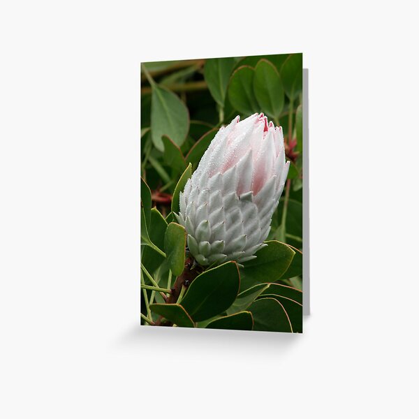 Item preview, Protea beauty designed and sold by Kellea Croft.