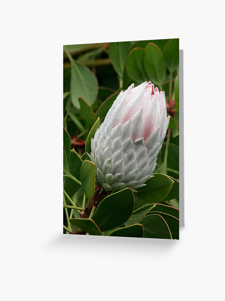 Thumbnail 1 of 2, Greeting Card, Protea beauty designed and sold by Kells.