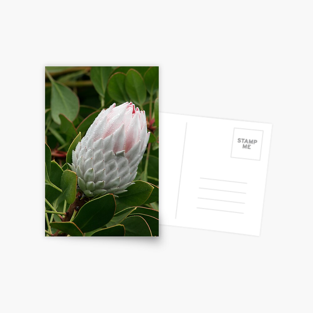 Item preview, Postcard designed and sold by Kells.