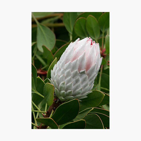 Item preview, Protea beauty designed and sold by Kellea Croft.