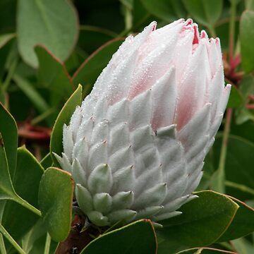 Artwork thumbnail, Protea beauty by Kellea Croft