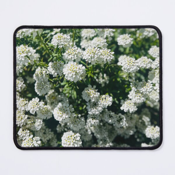 Item preview, Sweet Alyssum designed and sold by Rainforestshoka.