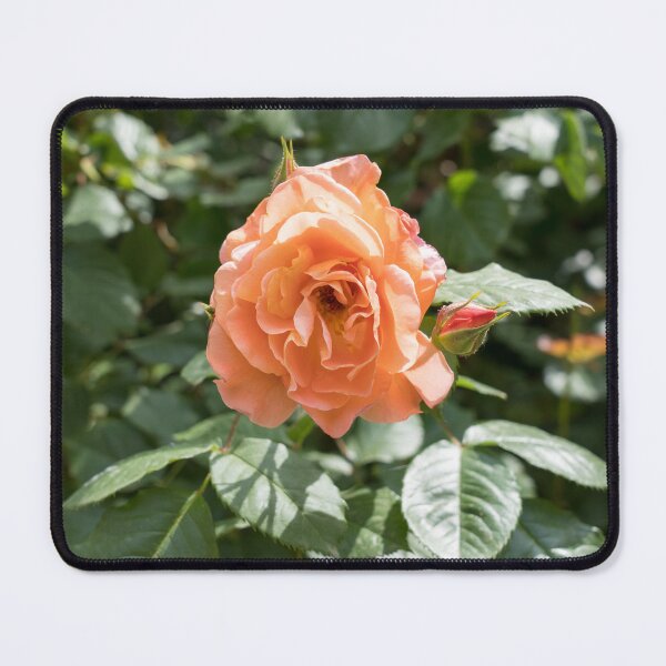 Item preview, Peach-colored Allure - Fragrant Rose in Full Bloom designed and sold by Georgia Mizuleva.