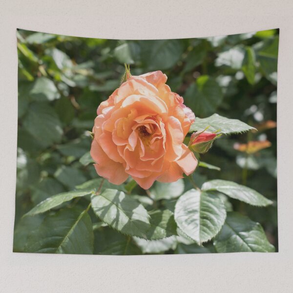 Item preview, Peach-colored Allure - Fragrant Rose in Full Bloom designed and sold by Georgia Mizuleva.