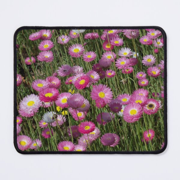 Item preview, Pink Everlasting Daisies designed and sold by Designsbygroovy.