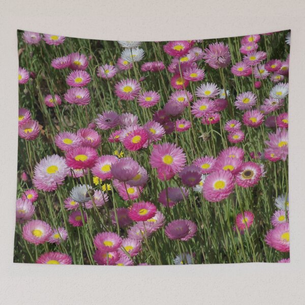 Item preview, Pink Everlasting Daisies designed and sold by Designsbygroovy.