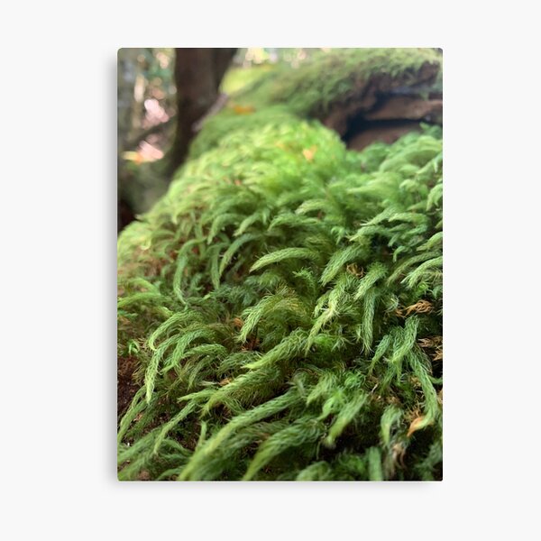 Item preview, Mood Moss designed and sold by OurLittleBreak.