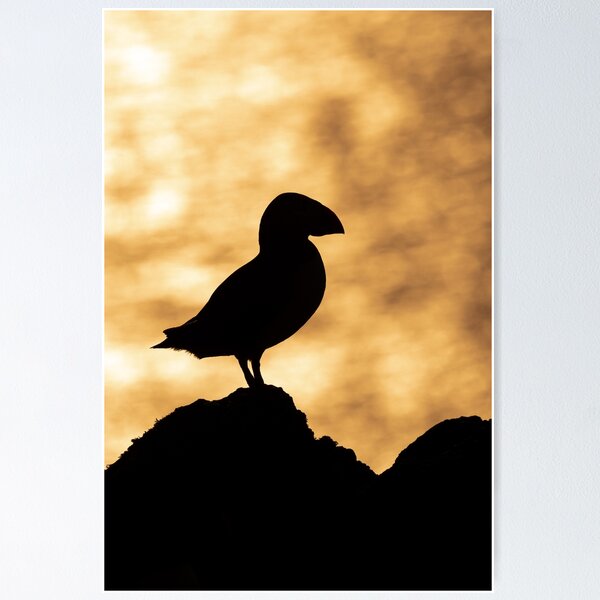 Item preview, Puffin sunset silhouette designed and sold by Kay Roxby.