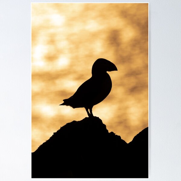 Item preview, Puffin sunset silhouette 2 designed and sold by Kay Roxby.