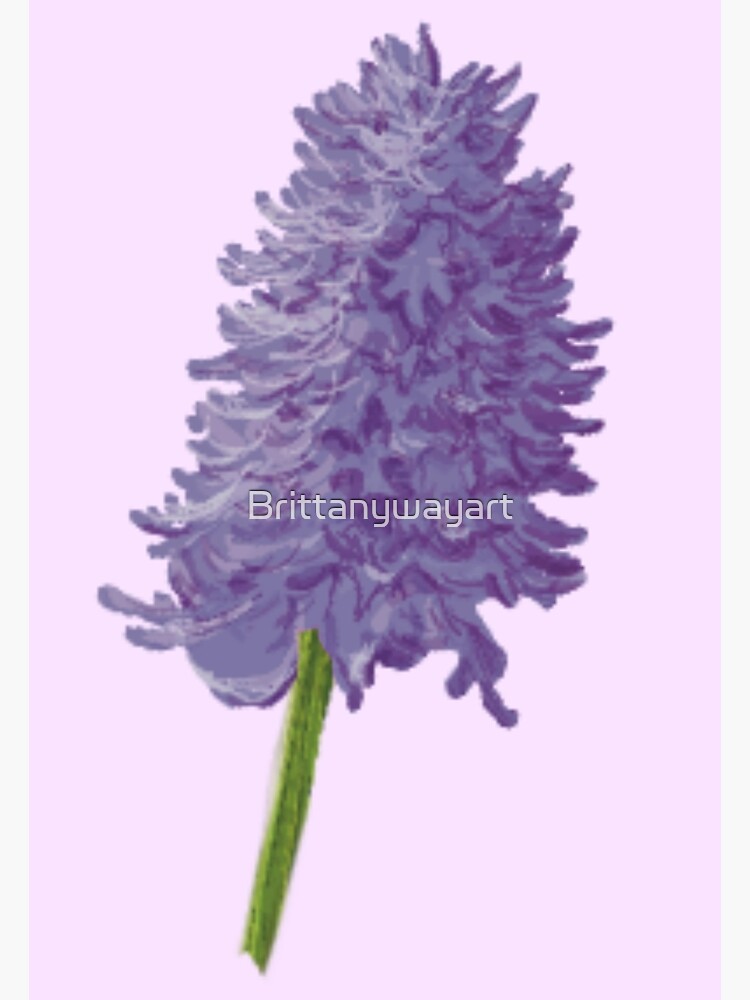 Italian Orchid Flower (Naked Man Orchid)