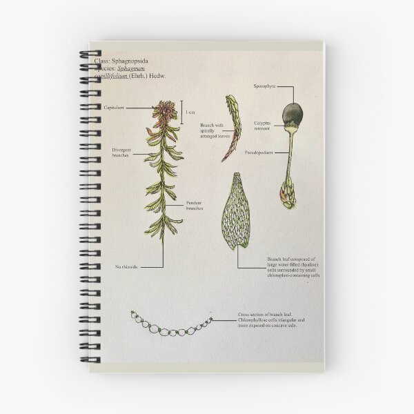 Item preview, Moss Botanical Poster: Class Sphagnopsida designed and sold by theflyingwolf.