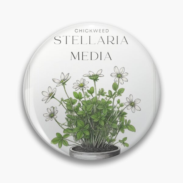 Item preview, Stellaria media Chickweed Vintage sketch by CallisC Arts ⭐⭐⭐⭐⭐ designed and sold by CallisC-Arts.