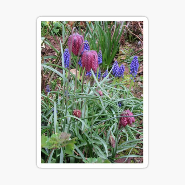 Muscari and Fritillary Sticker